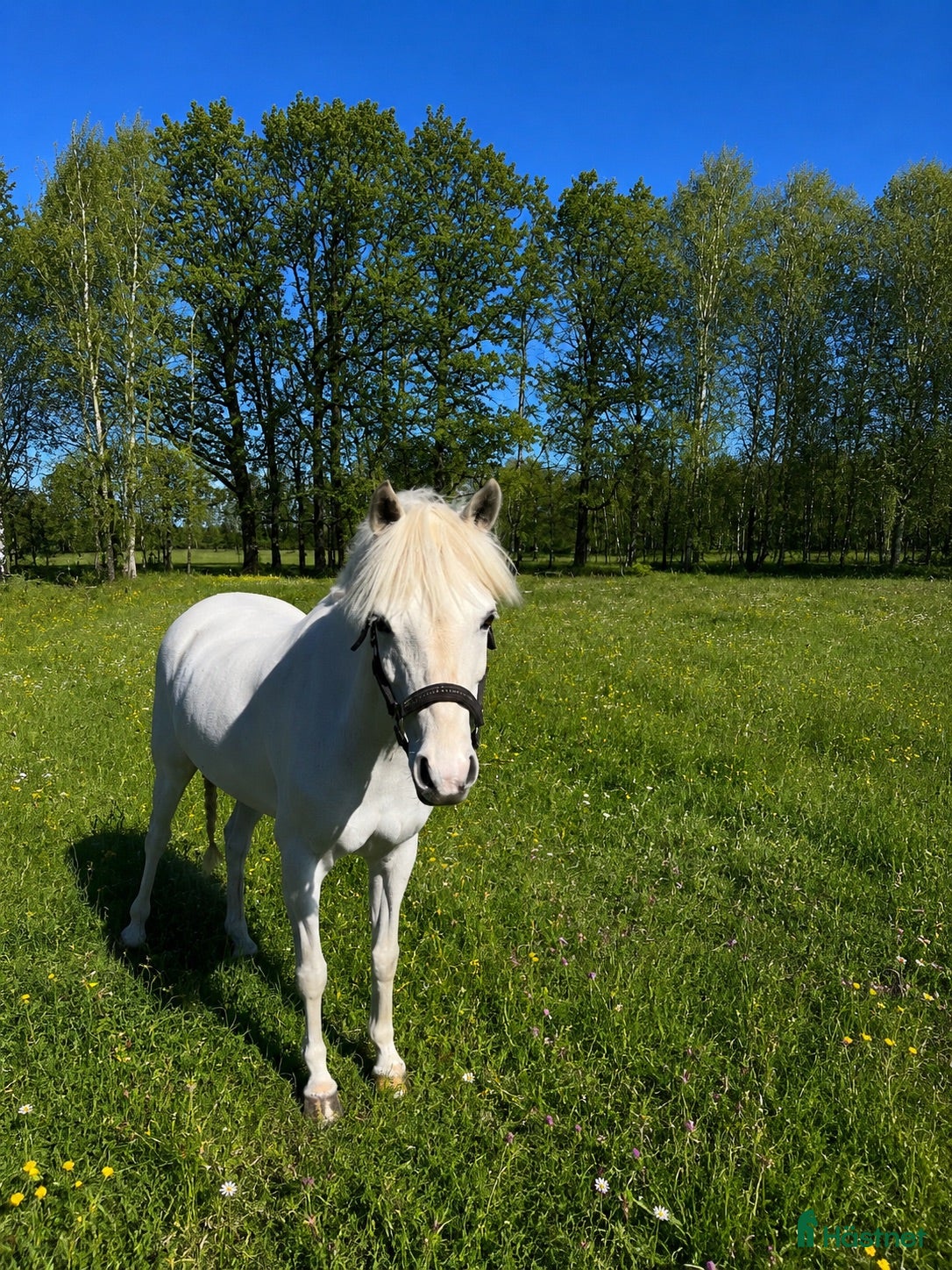 hästar Allround ponny med kvalitet och välriden. - Annons 5