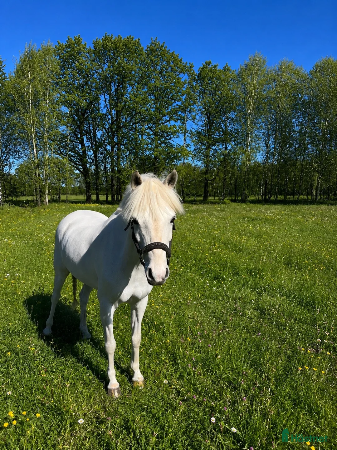 Allround hästar till salu: Allround ponny med kvalitet och välriden. - Annons 1