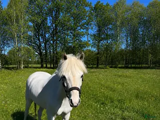 hästar Allround ponny med kvalitet och välriden. - Annons 5