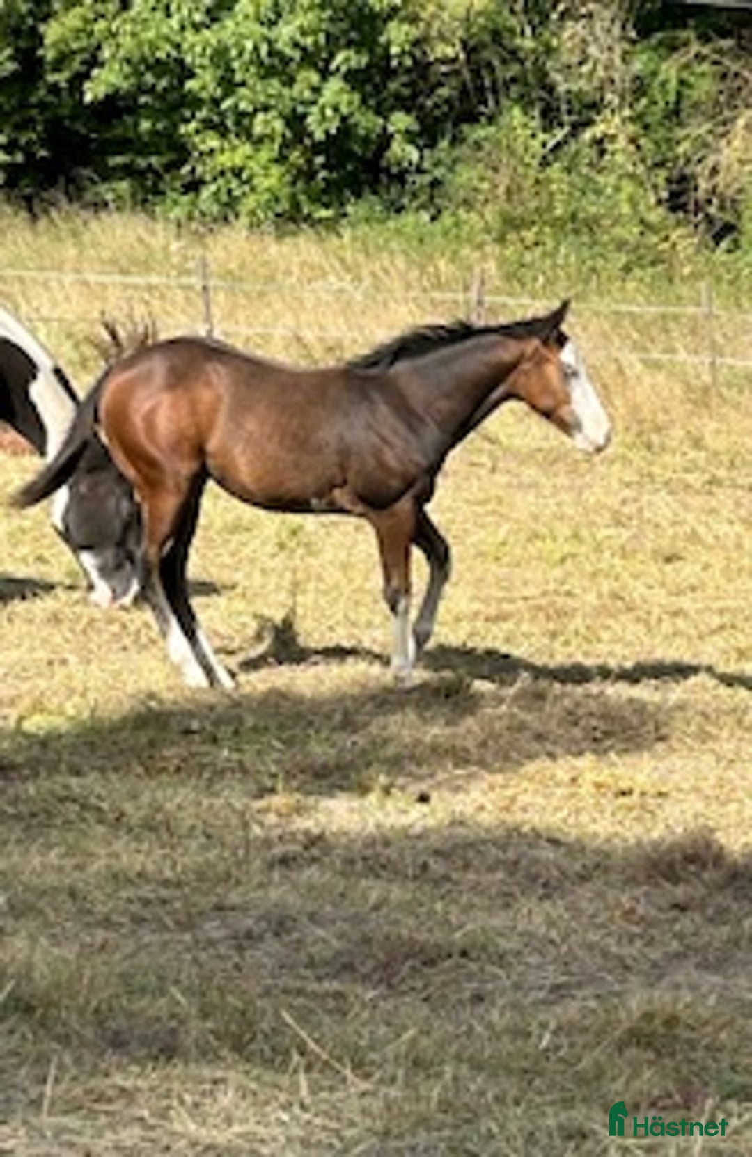 Western hästar till salu: Enterprise Rooster - Frosty i Lund - Annons 1