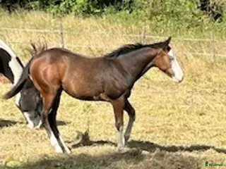 hästar Enterprise Rooster - Frosty i Lund - Annons 10