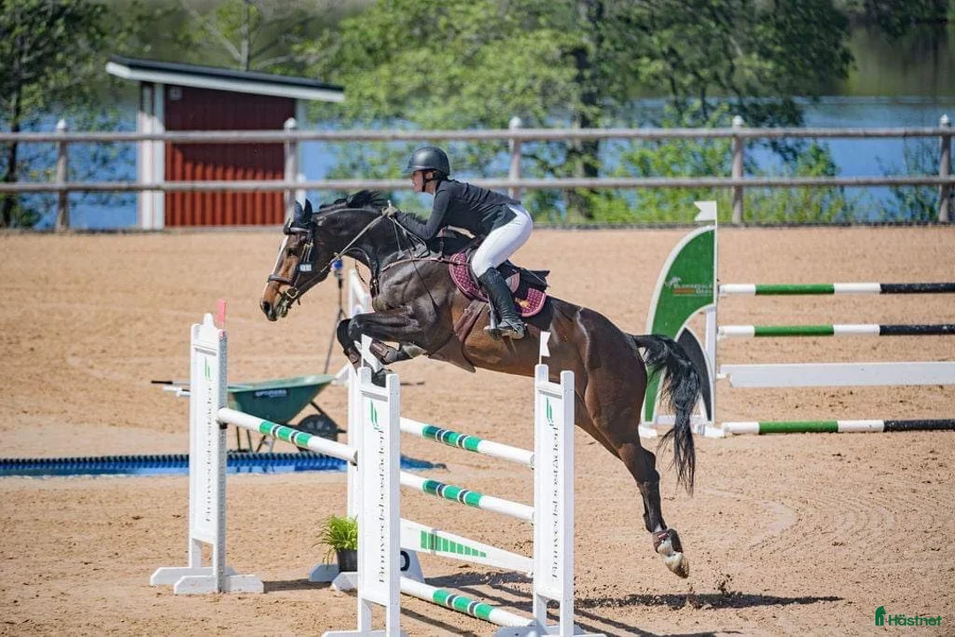 Hoppning hästar till salu: Elegant hopphäst med scope - Annons 2