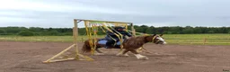 Working Equitation hästar till salu: Trygg cob kille - Annons 2