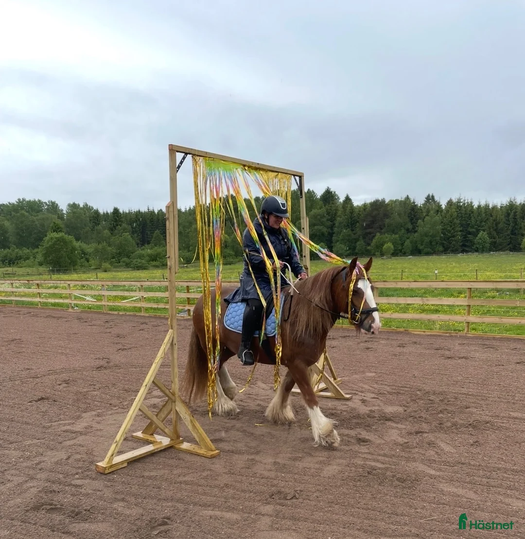 Working Equitation hästar till salu: Trygg cob kille - Annons 2