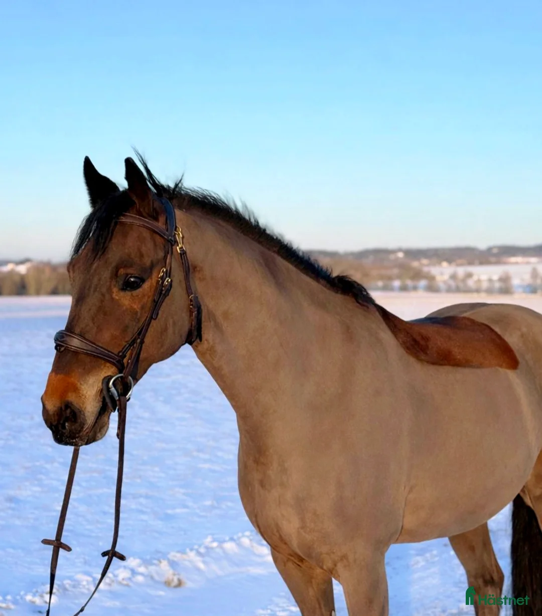 Allround hästar till salu: Läromästare till hästkunnigt hem i Västerlanda - Annons 1