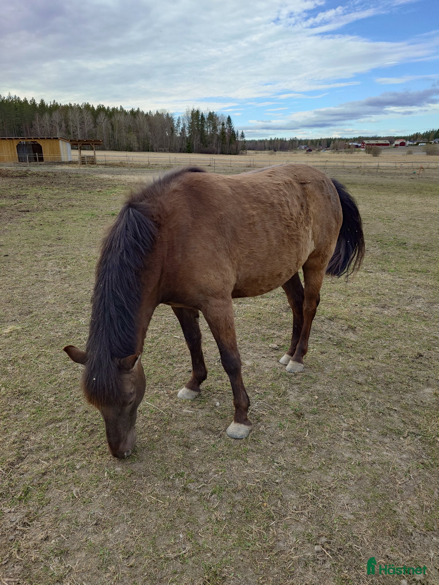  hästar Guldkille säljes - Annons 4
