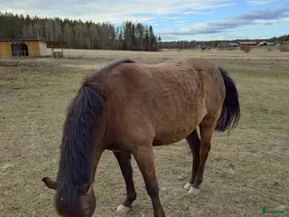 hästar Guldkille säljes - Annons 4