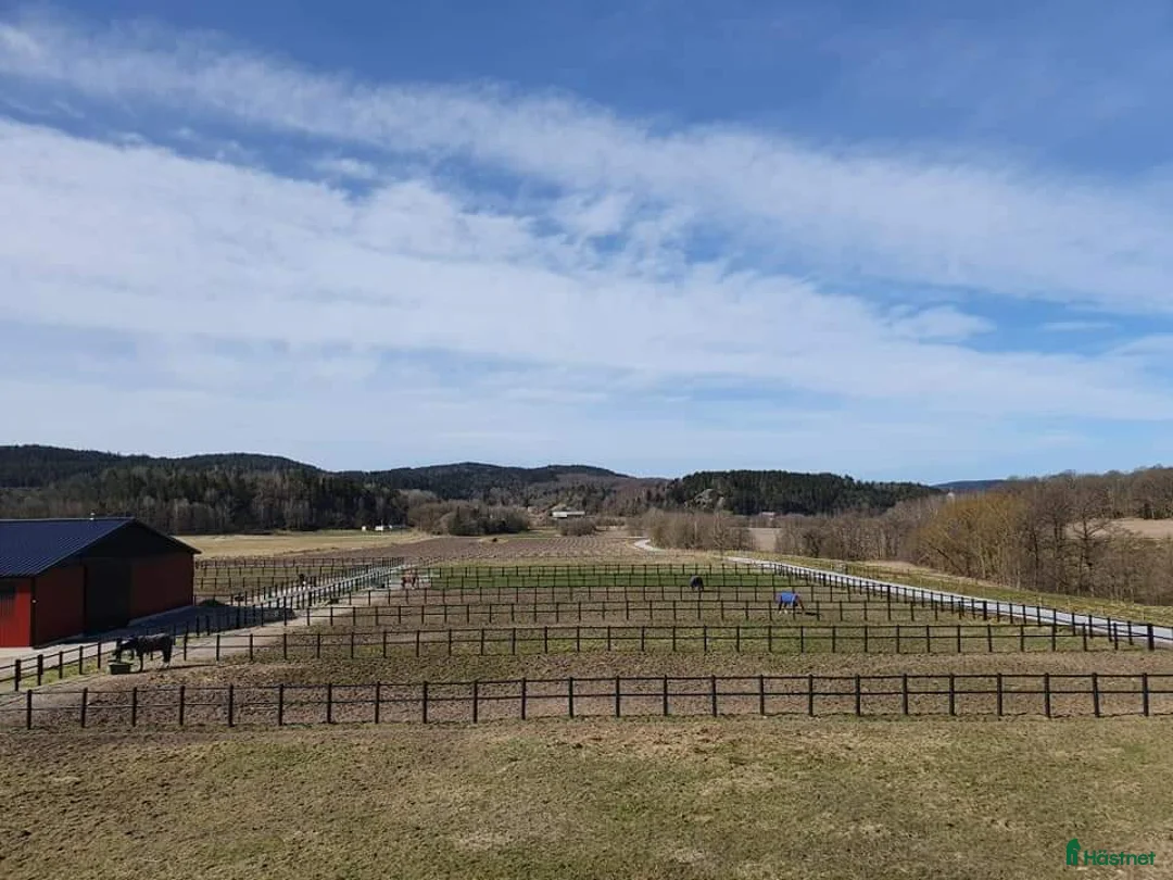  stallplats finnes: Ledig boxplats på fin anläggning i Uddevalla. i Uddevalla - Annons 9