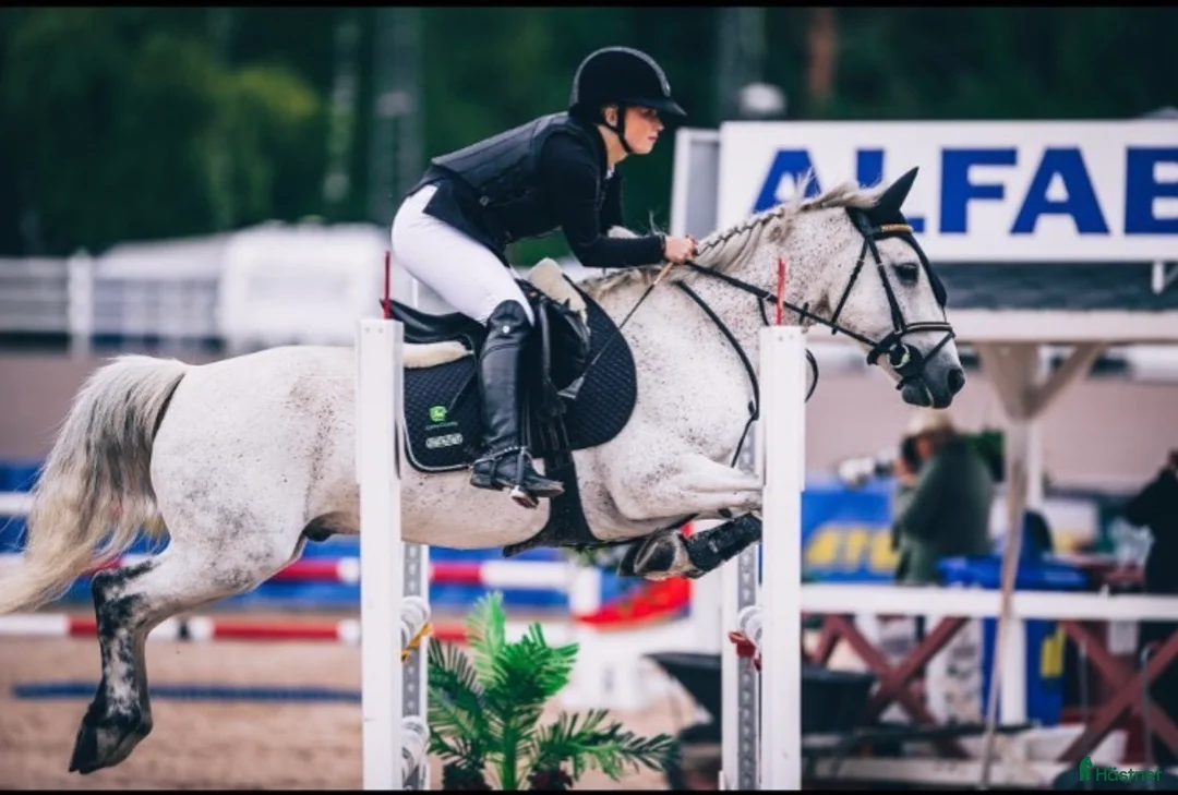 Hoppning hästar till salu: Hoppglad C ponny - Annons 1