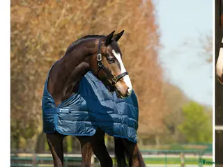 Täcken hästutrustning till salu: Horsewear Liner i Värmdö - Annons 1