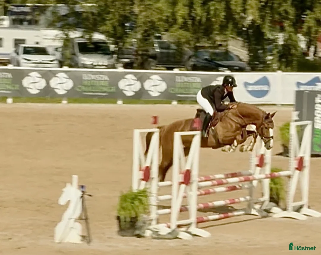 Hoppning hästar till salu: En guldtjej - Annons 4