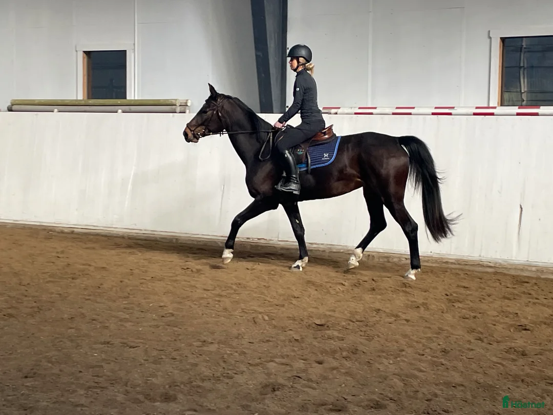 Hoppning hästar till salu: 🌟 All Star 5 x meriterande mor - lovande unghäst - Annons 2