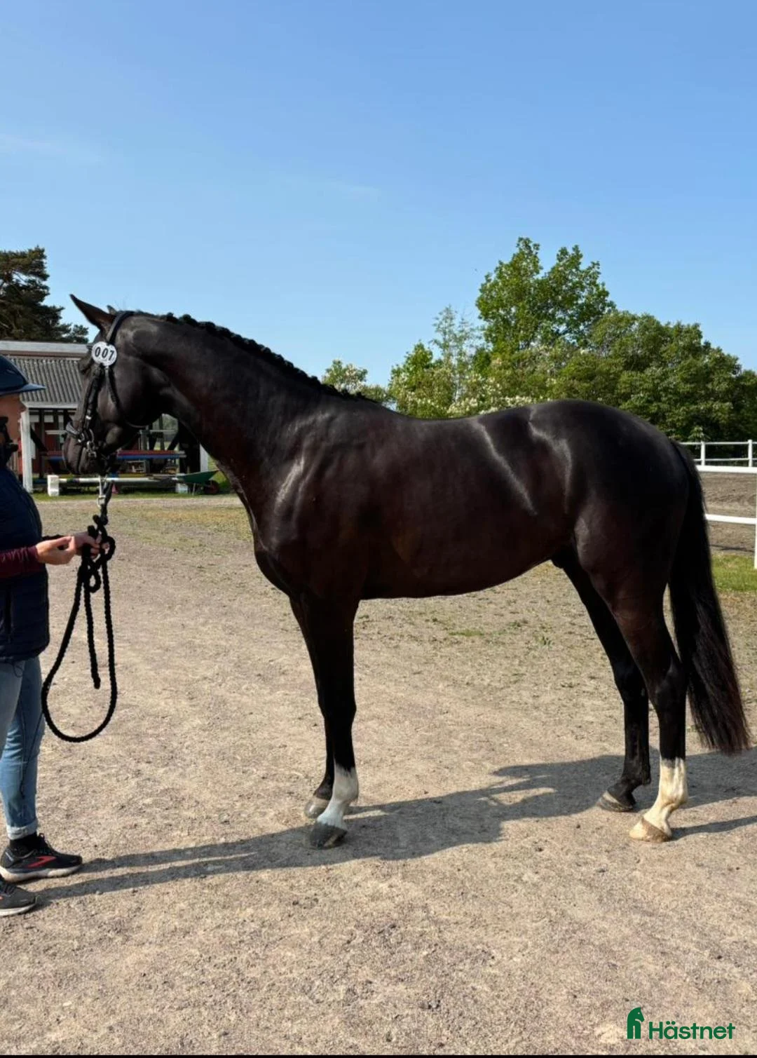 Hoppning hästar till salu: Häst med scoope  - Annons 1