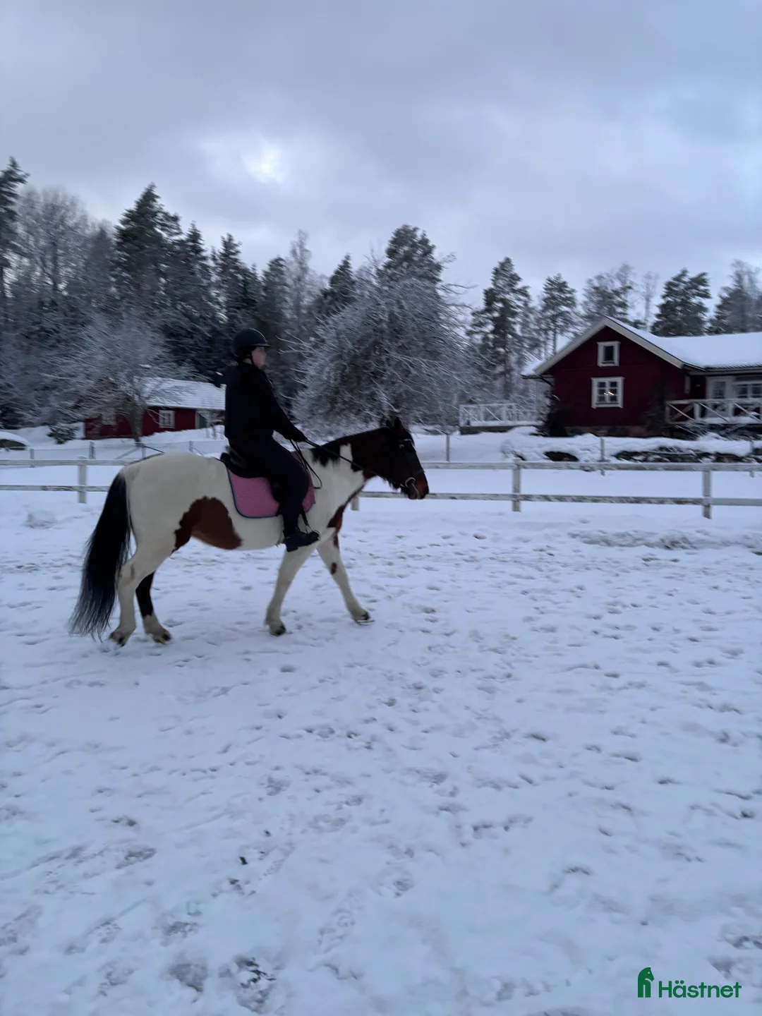 Allround hästar sökes: Söker medryttarhäst!🐴 i Gustavsberg - Annons 2