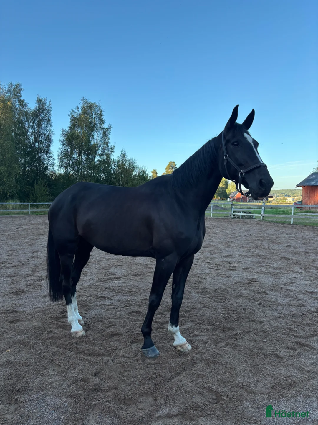 Allround hästar till salu: Snäll Skogsmulle - Annons 1