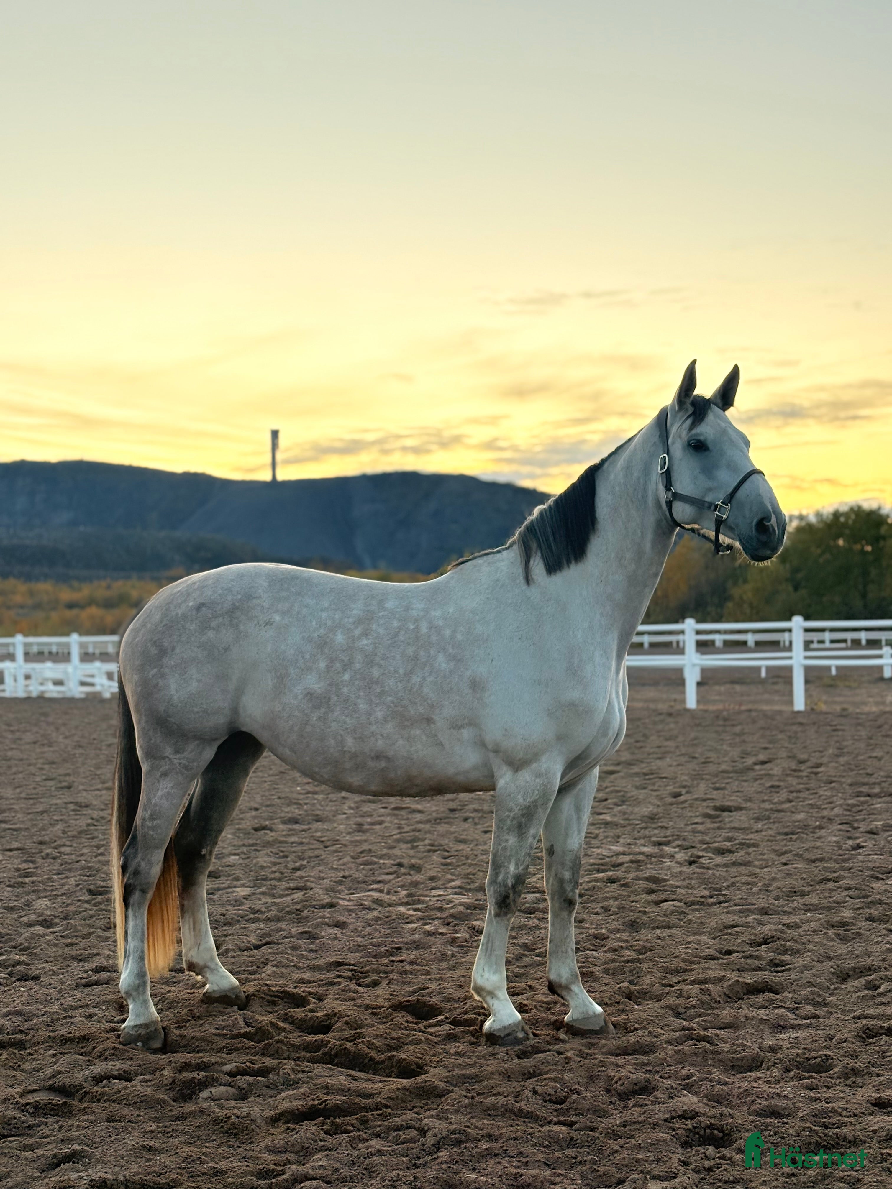  hästar Vackert & välstammat sto söker sitt rätta hem i Kiruna - Annons 1