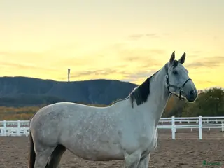 hästar Vackert & välstammat sto söker sitt rätta hem i Kiruna - Annons 1