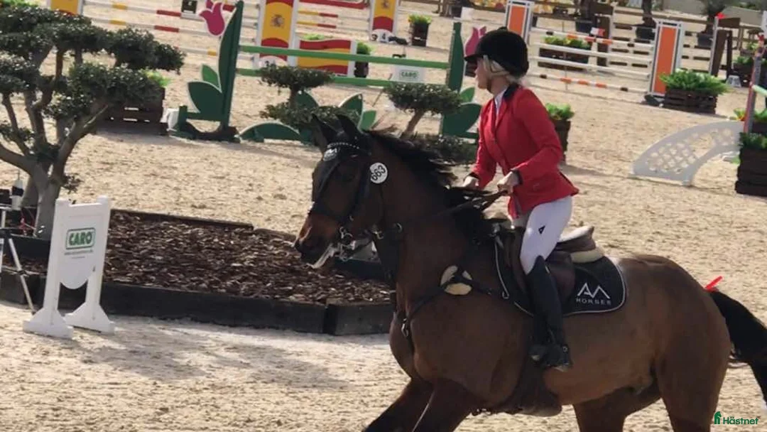Hoppning hästar sökes: Kvalitetshästar till försäljningsstall i Belgien i Mariestad - Annons 3