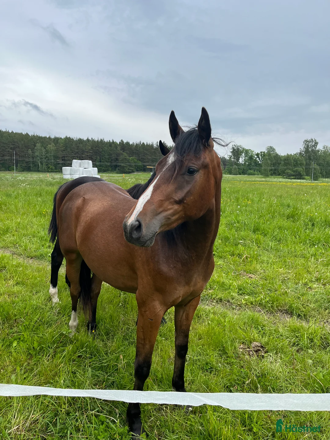 Allround hästar till salu: Fin svensk Ridponny i Sorunda - Annons 3