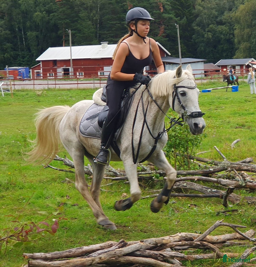  medryttarhäst finnes: C- och D-ponnier söker medryttare i Västerhaninge i Västerhaninge - Annons 2