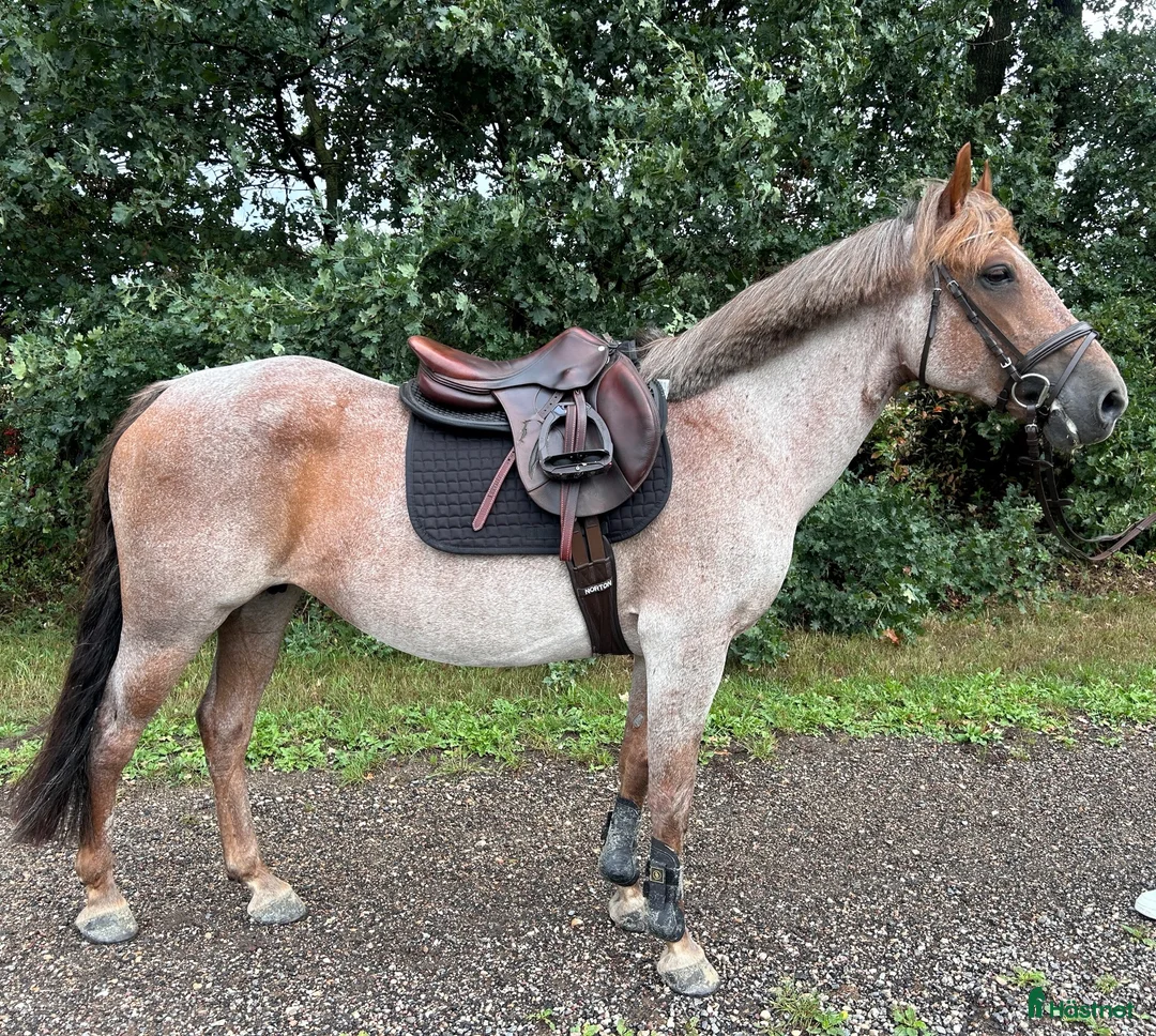 Hoppning hästar till salu: KOMMANDE! Pigg och trevlig maxad C ponny! i Kungälv - Annons 1