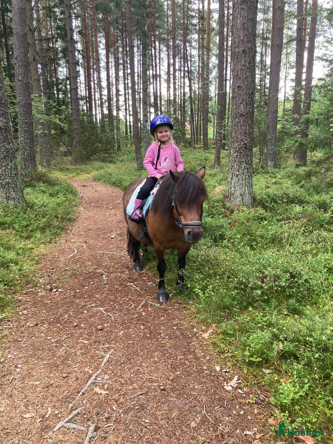 Allround hästar till salu: Trygg barnponny  i Mölltorp - Annons 2