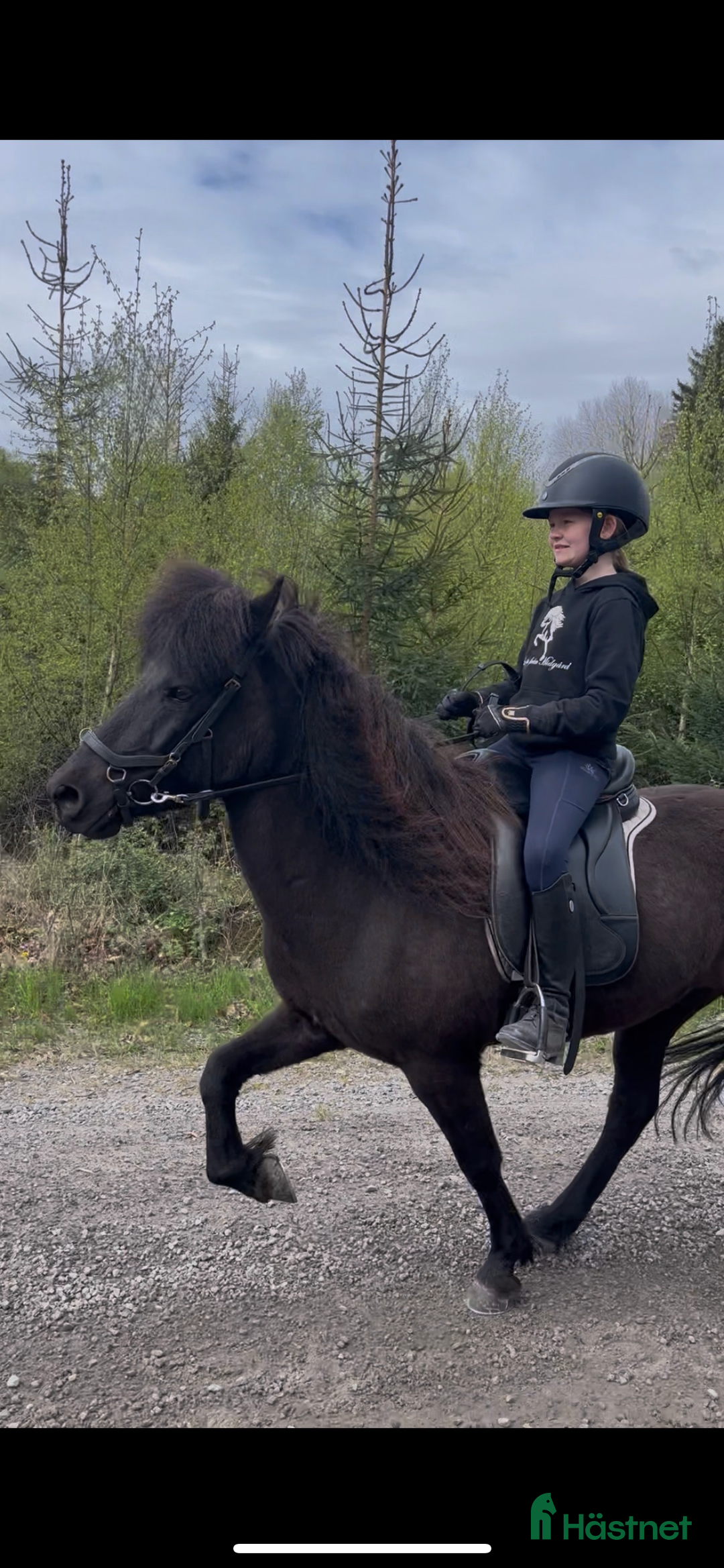 Island hästar till salu: Talangfull valack  i Hästveda - Annons 4