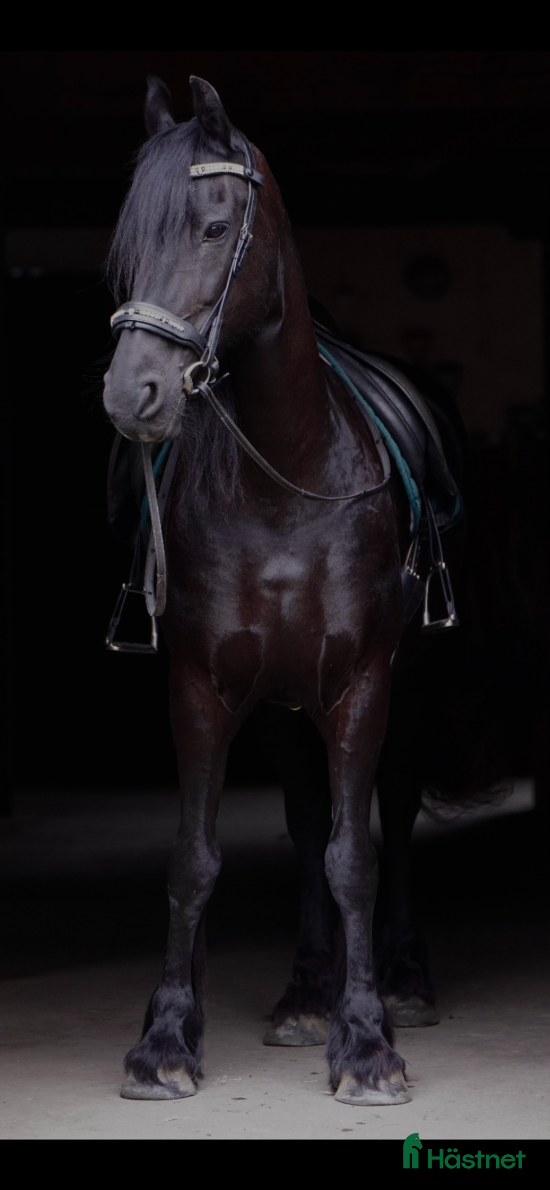 Dressyr hästar till salu: Vacker, vänlig och inkännande Frieser i Veddige - Annons 6