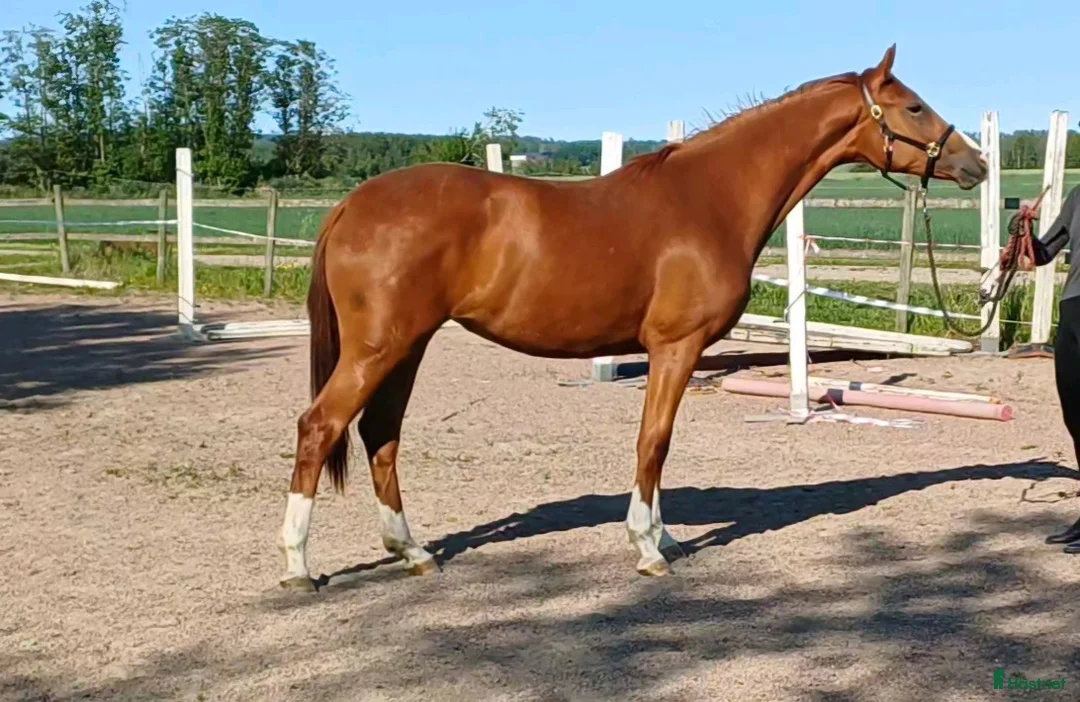 Dressyr hästar till salu: Dressyrsto med topstam - Annons 1