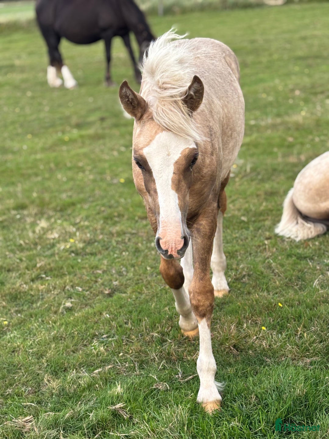 Allround hästar till salu: 🌟Blivande stjärna🌟 i Kalv - Annons 7
