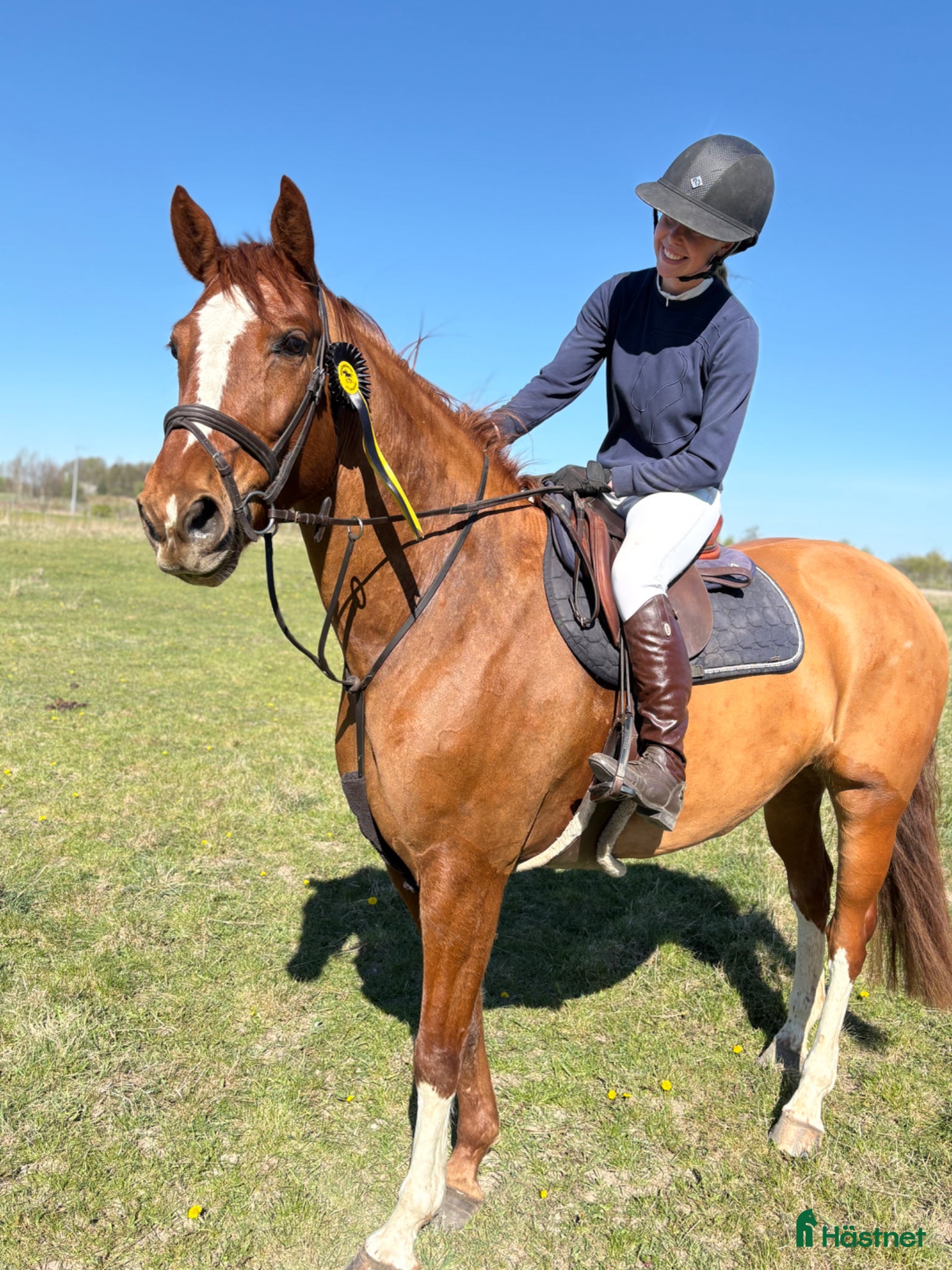  hästar Underbar 4-åring - Annons 12