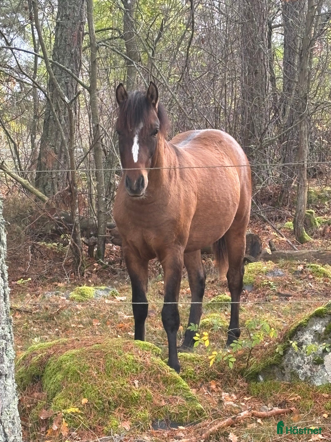 Hoppning hästar till salu: Lovande , charmig ponny i Köping - Annons 3