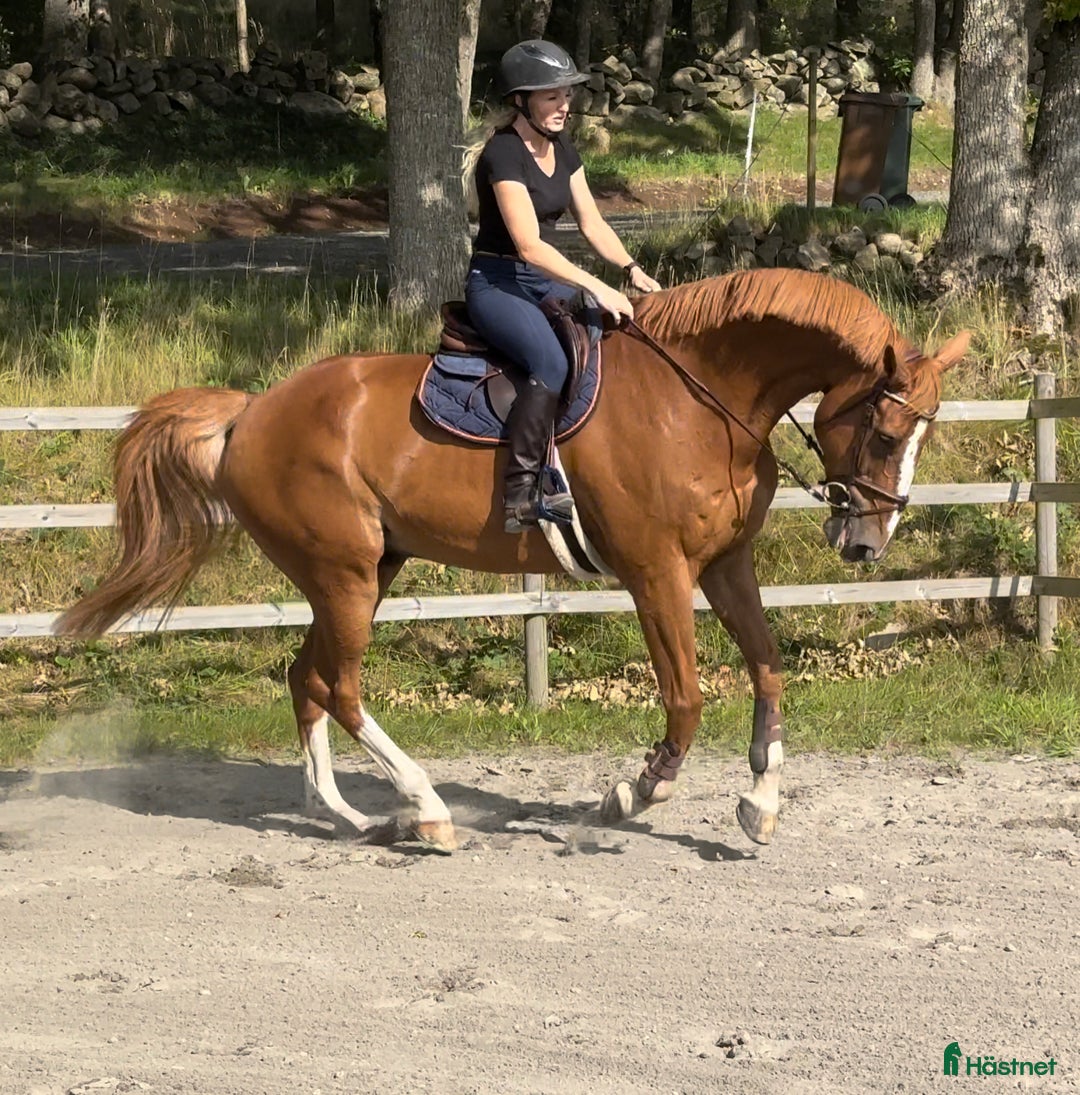 Hoppning hästar till salu: Jättefin valack ev bytes i Varberg - Annons 2