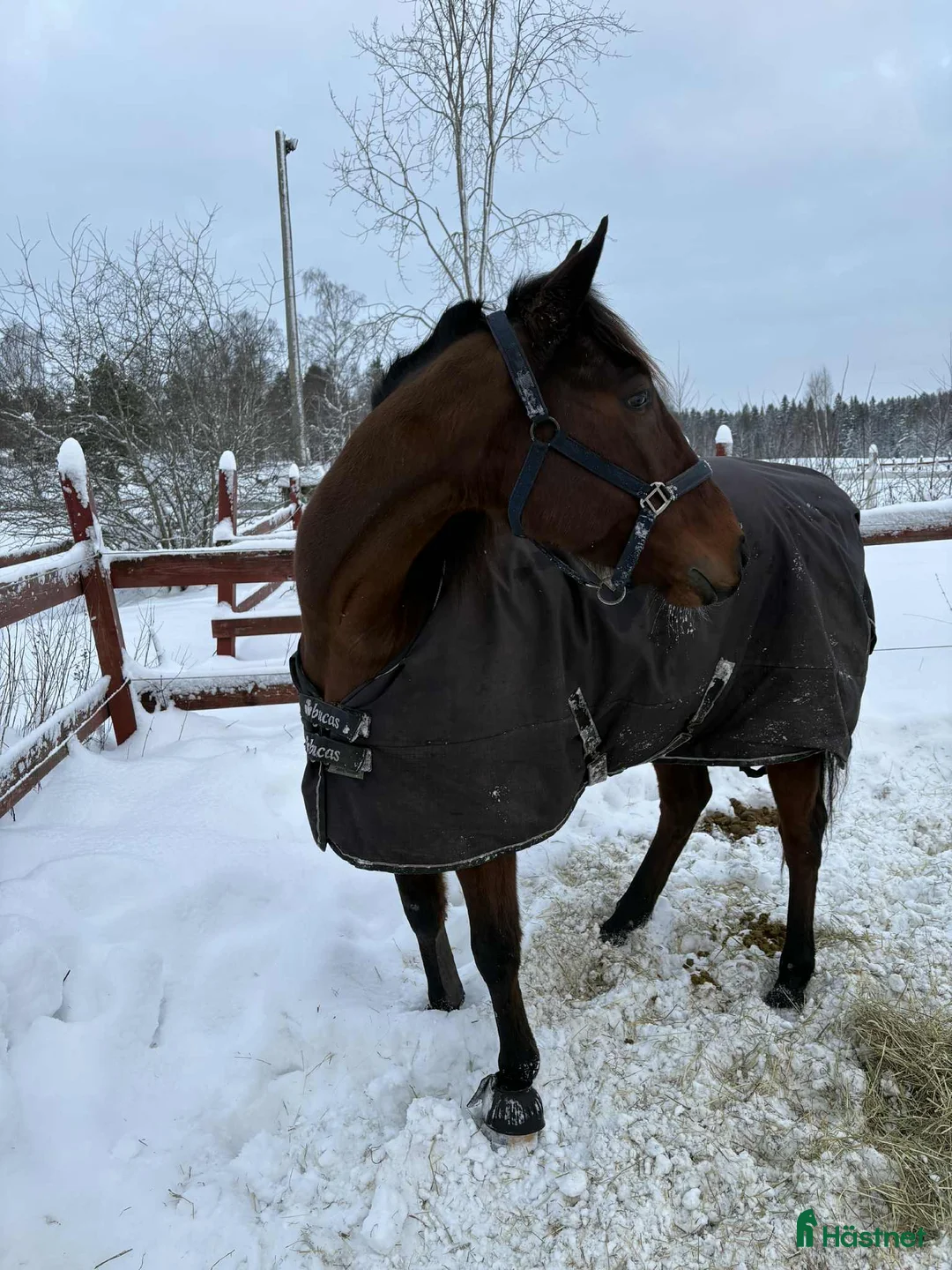Allround hästar till salu: Ajlexes Abraxas i Falun - Annons 4