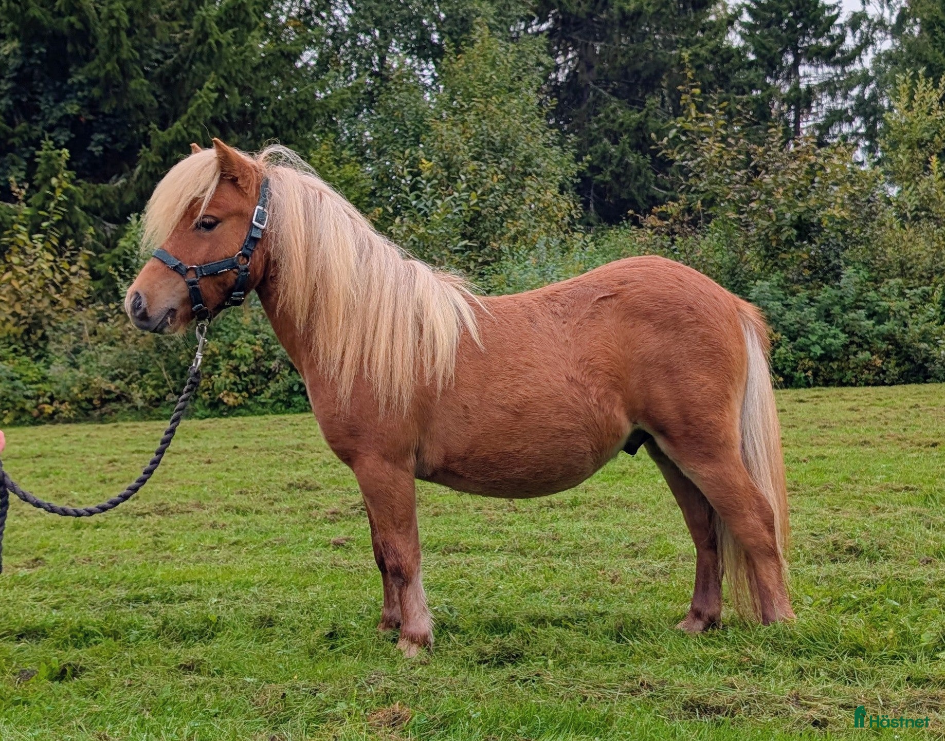 Allround hästar till salu: Lovande minishetlandshingst i Bjästa - Annons 2