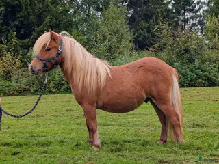 Allround hästar till salu: Lovande minishetlandshingst i Bjästa - Annons 2