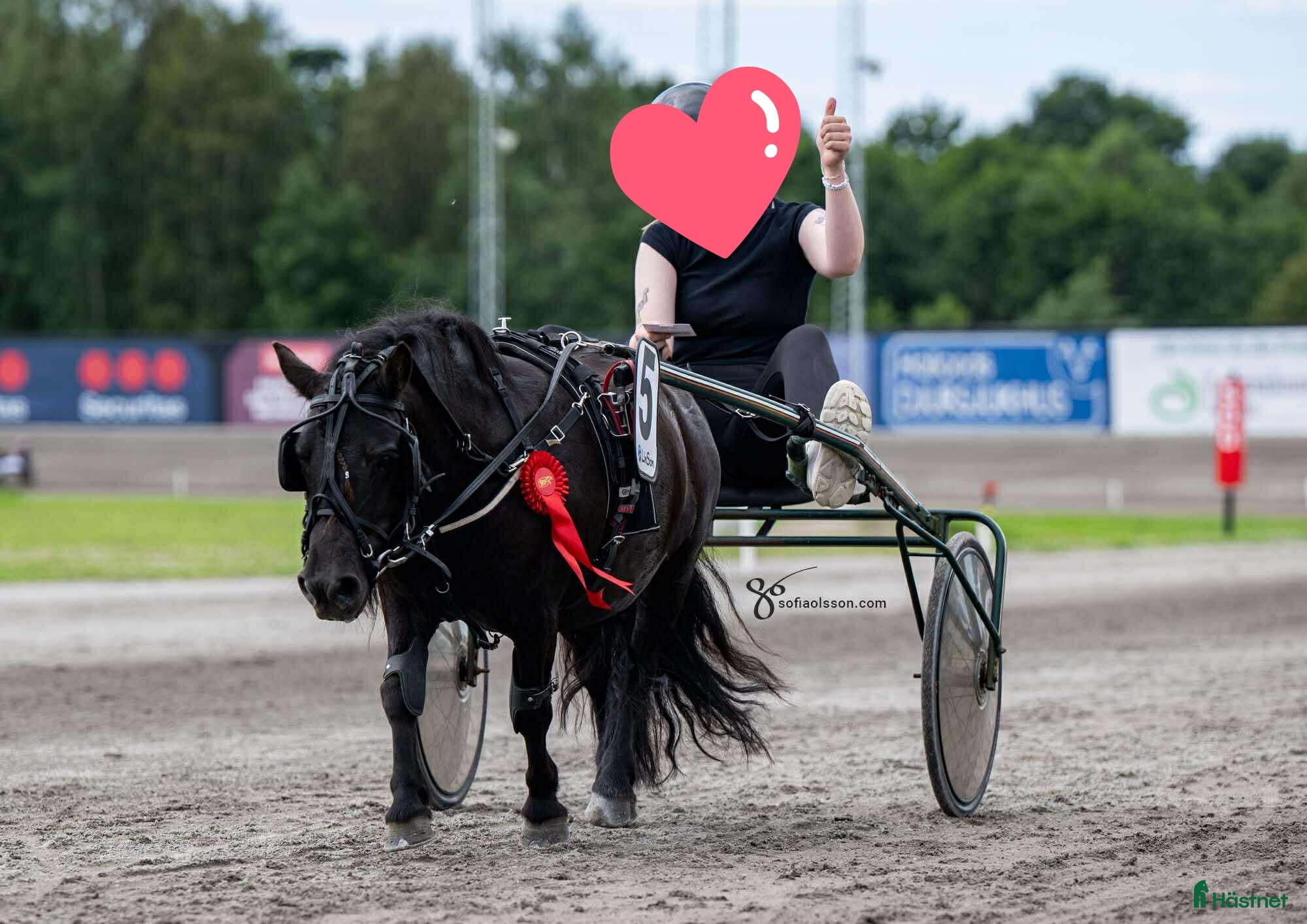  foderhäst Shetlandsponny till satsande ryttare i Växjö - Annons 1