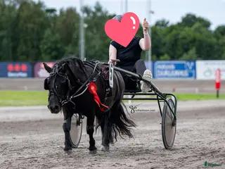 foderhäst Shetlandsponny till satsande ryttare i Växjö - Annons 1