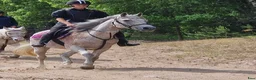  medryttarhäst finnes: Medryttare till 2 D-ponnies sökes i Västerhaninge - Annons 5