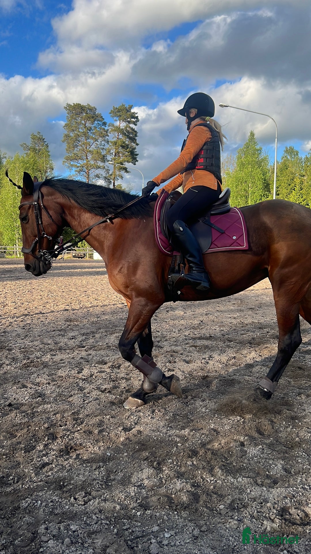 Allround hästar till salu: Varmblods travare till ridning i Hok - Annons 4