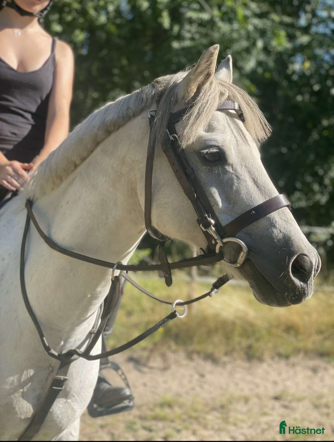  hästar Maxad B-ponny welsh med kvalitéer ⭐️ i Västervik - Annons 11