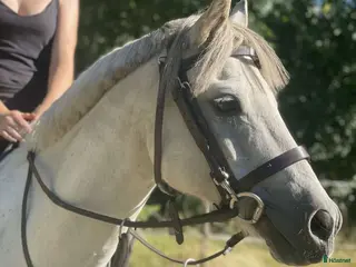 hästar Maxad B-ponny welsh med kvalitéer ⭐️ i Västervik - Annons 11