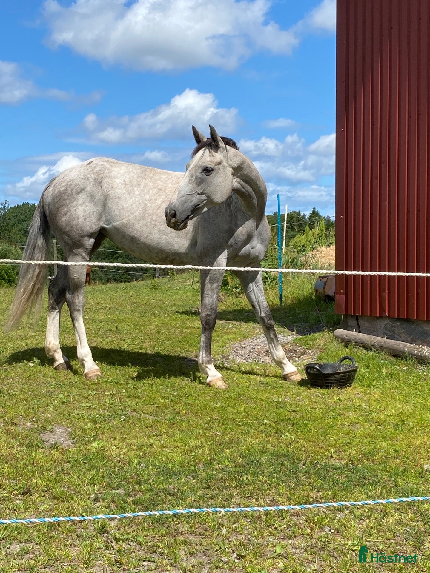 medryttarhäst finnes: Söker medryttare i Skara  - Annons 2
