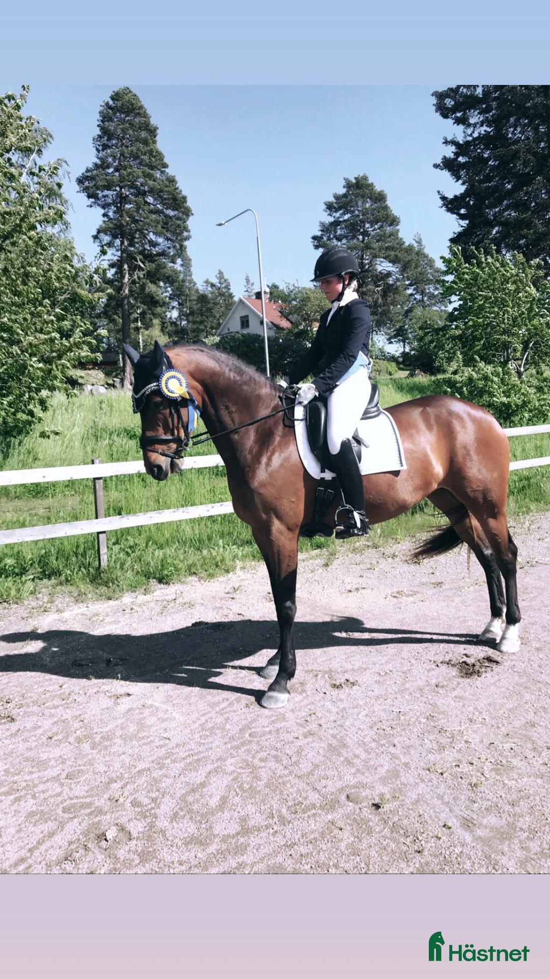 Dressyr hästar till salu: Trevligt dressyrsto i Mariestad - Annons 1
