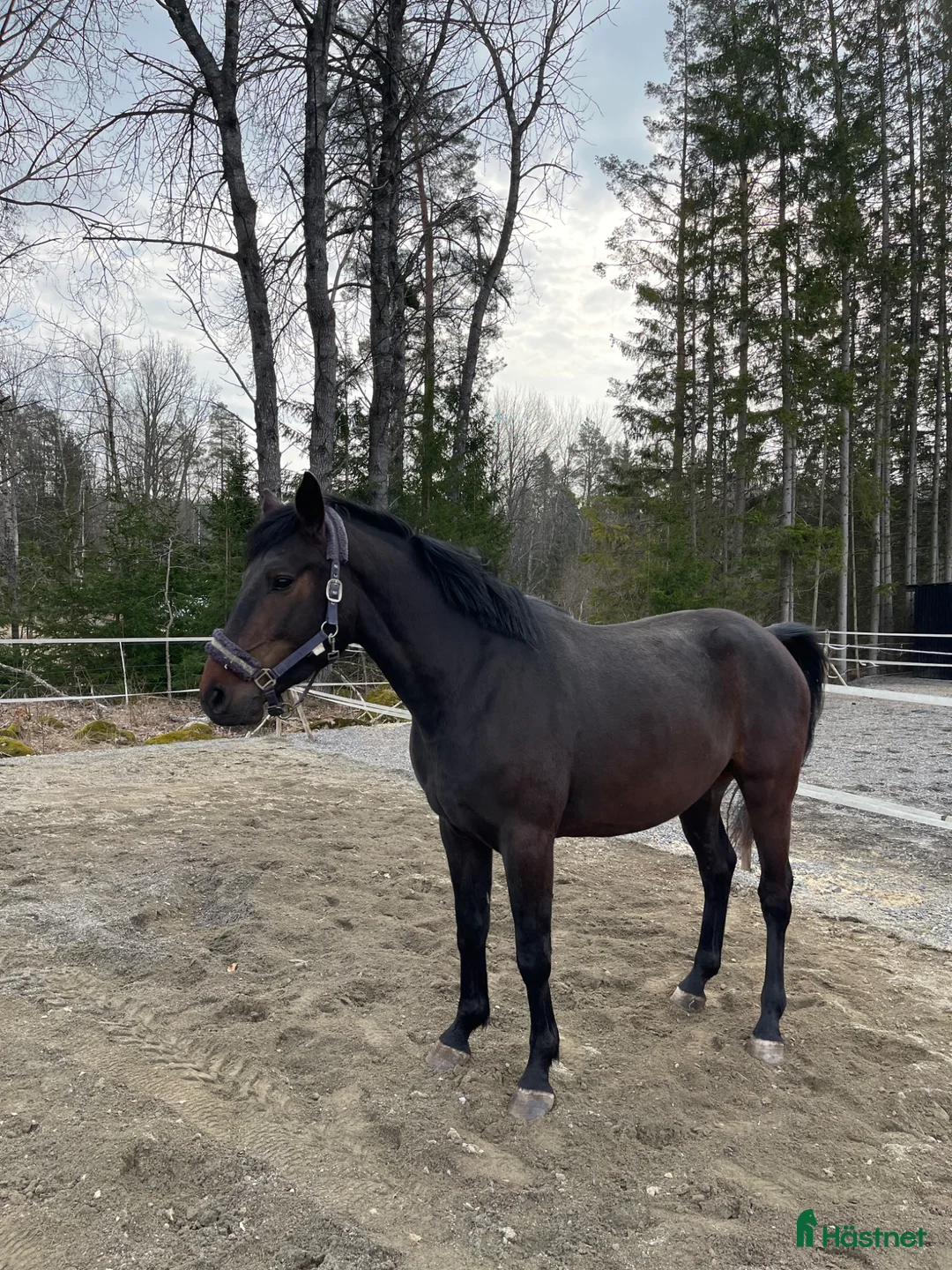 Allround hästar till salu: Superin 3 åring  - Annons 2