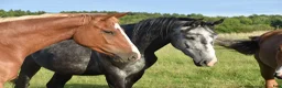 Hoppning hästar till salu: He.Ro Stud SUMMER SALE ! - Annons 27