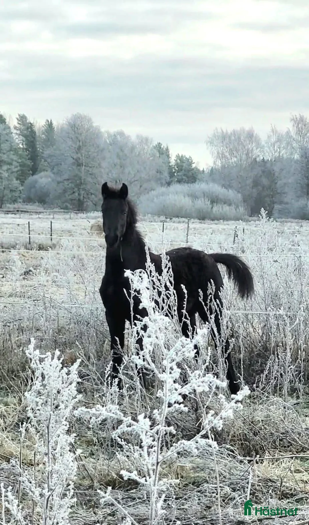 Dressyr hästar till salu: 2 talangfulla hingståringar - Annons 1