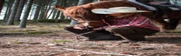 Western hästar till salu: Cowhorse/ bästa kompis i Veddige - Annons 1