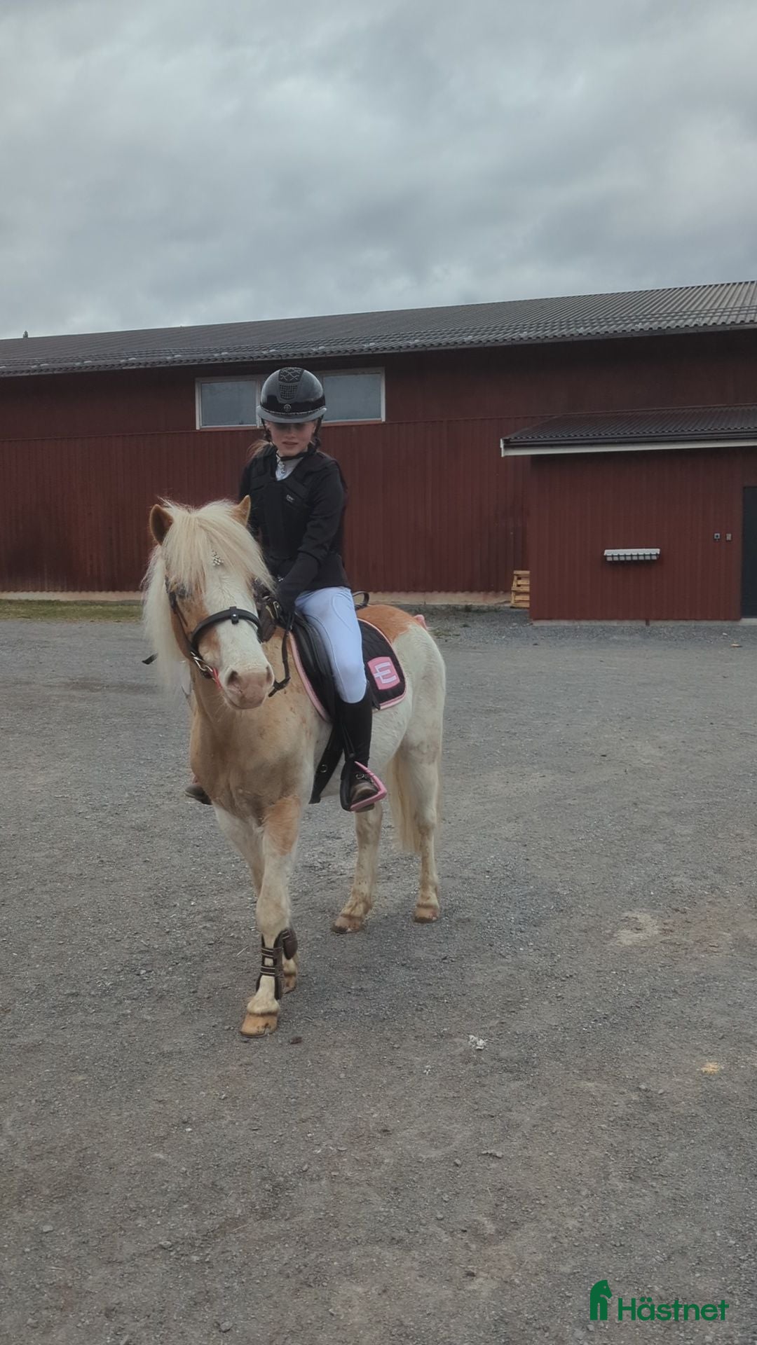  hästar Sockersöt B-Ponny!❤️🎀 - Annons 8