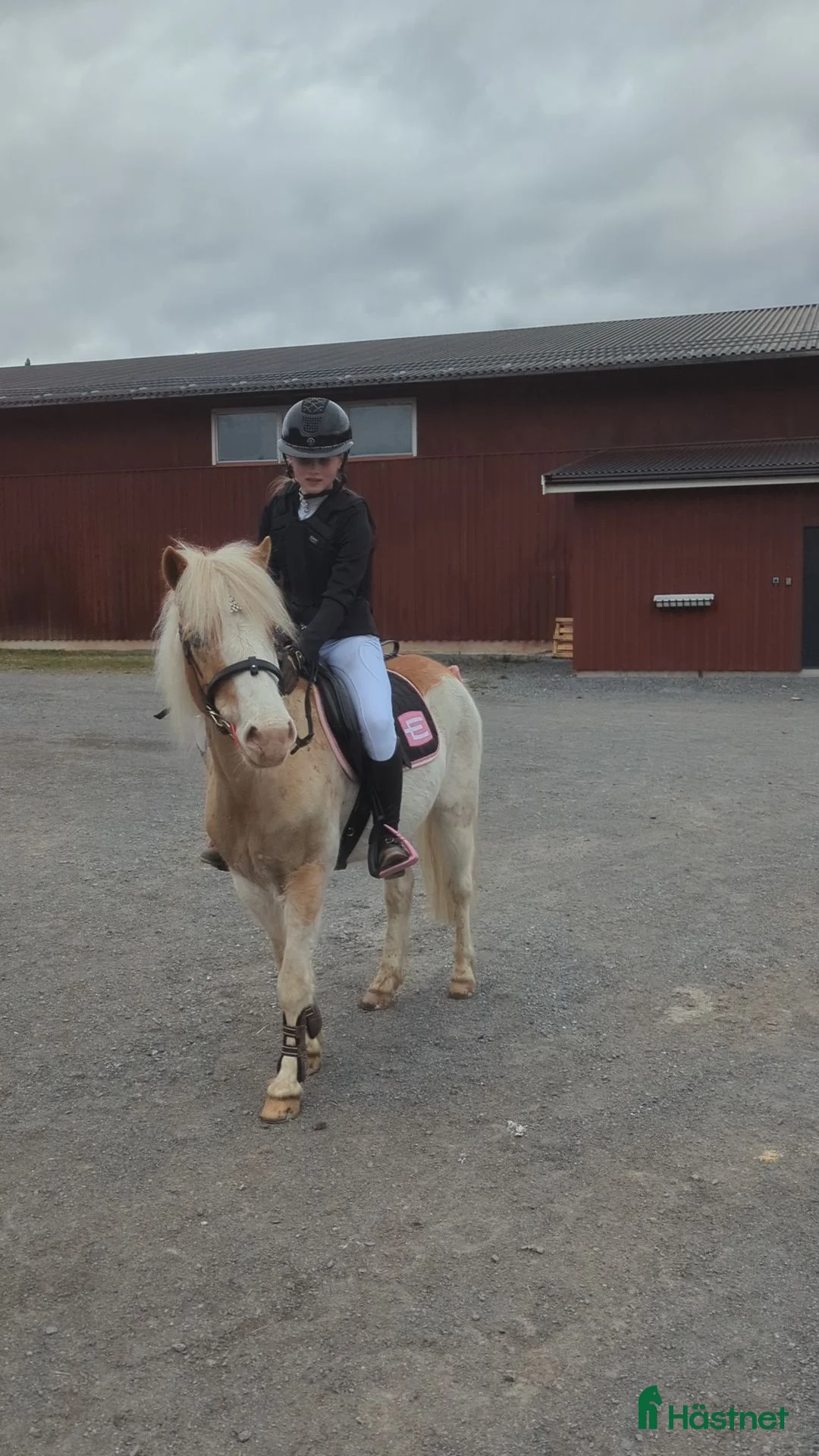Allround hästar till salu: Sockersöt B-Ponny!❤️🎀 - Annons 1